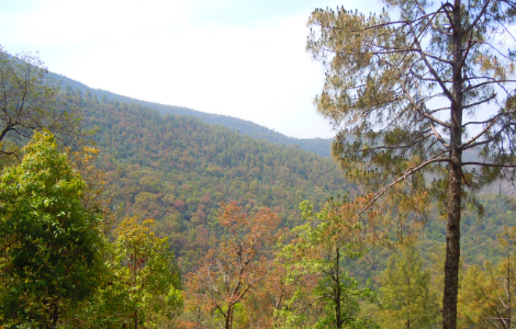 MAINSTREAMING BIODIVERSITY AND ECOSYSTEM SERVICES INTO COMMUNITY FORESTRY IN NEPAL